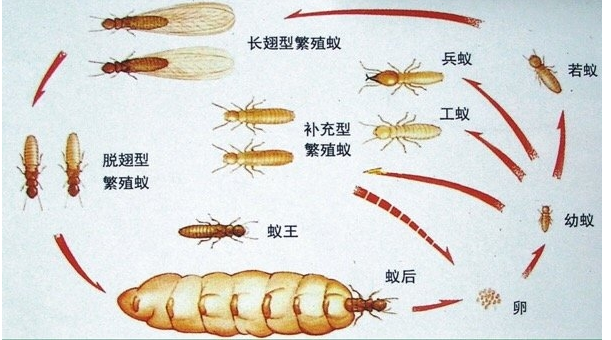 珠海白蚁防治公司提醒业主没见白蚁为什么还